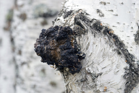 A growth on the birch - medicinal mushroom chaga.の写真素材