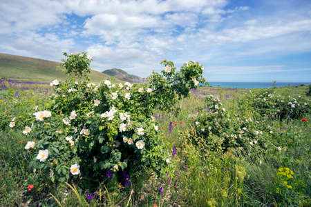 Wildflowers on a background of mountains.Crimea ,Koktebel.の写真素材