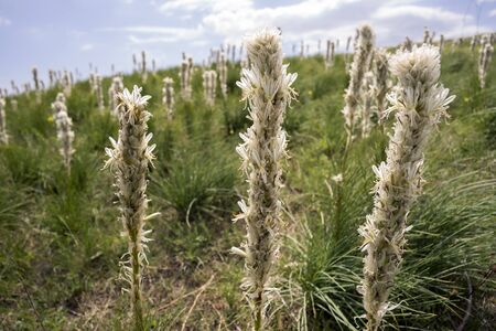 Herbaceous plant Asphodeline Crimean with white blossoms.の写真素材
