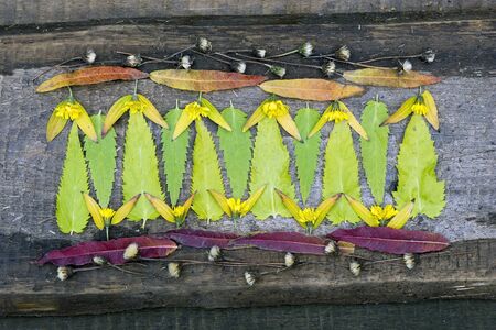 Colorful autumn leaves and flowers on a wooden surface.