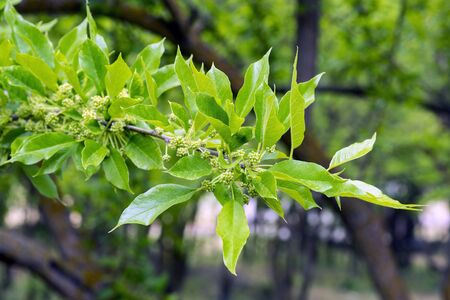 Light green inflorescences of medicinal plants of maclura
