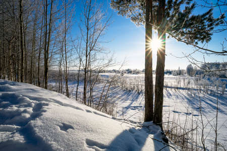 The winter landscape. Snowy forest on a Sunny day.の写真素材