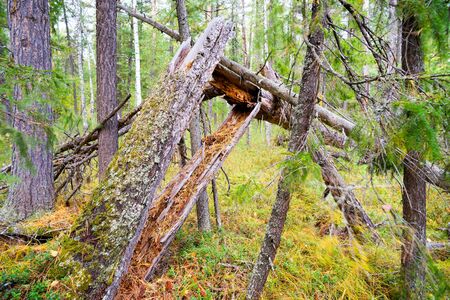 Old cedar and dead trees broken in  woods .の写真素材