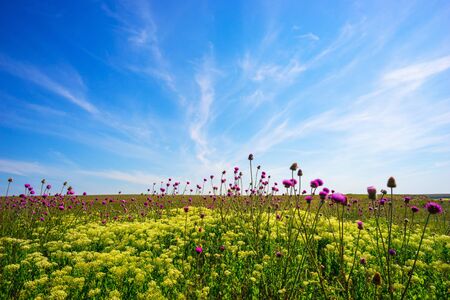 Summer landscape in the steppe of Tarkhankut.の写真素材