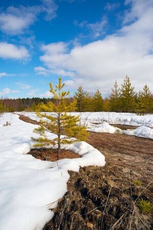 Spring thaw in the snow among young pines. Siberia , Yugra.の写真素材