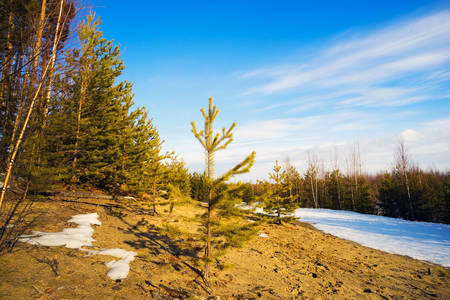 Forest glade on Sunny spring day at the edge of the forest.の写真素材
