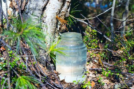 Birch SAP dripping into the jar full of juice.の写真素材