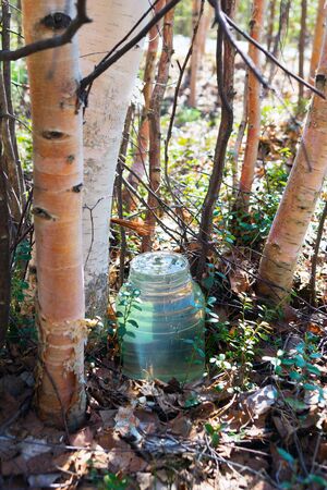 Birch SAP dripping into the jar full of juice.の写真素材