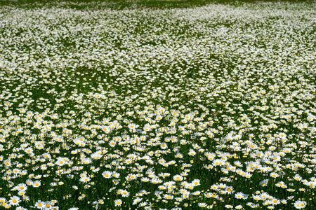 The field of daisies on a Sunny day.の写真素材