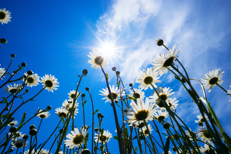 Daisies on a background of blue sky with bright sunshine.の写真素材
