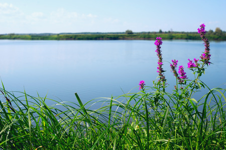 Plakun - grass by the lake. Summer landscape.の写真素材