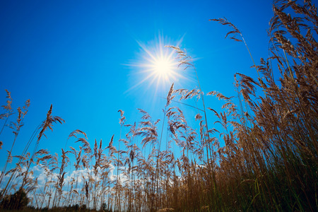 The stems of reeds on blue sky background. Summer landscape.の写真素材