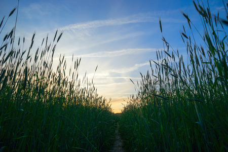 The path among the ears of wheat in the evening sunset.の写真素材