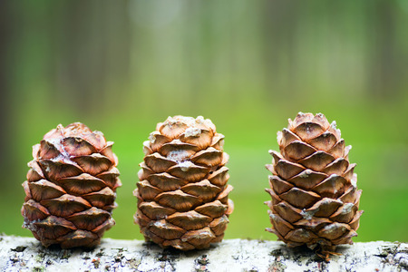 The cones of the Siberian cedar in the forest in a clearing.の写真素材