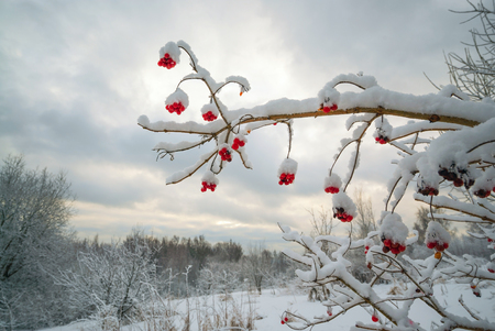 Branch with berries of viburnum in the snow.の写真素材