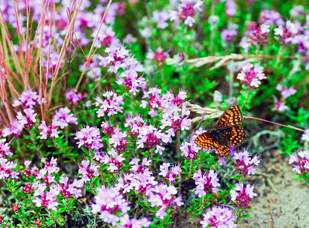 Purple flowers of thyme in the Belarusian forest . Summer landscape.の写真素材