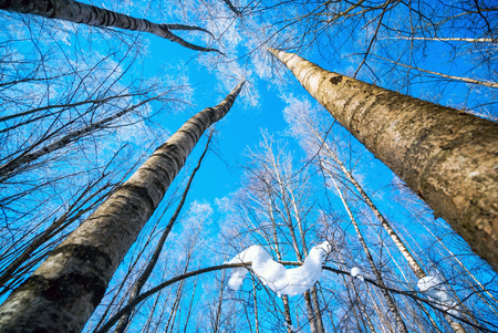 Birch branches in frost against the sky.の写真素材