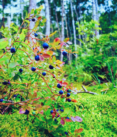 Bush blueberries on a green background in the woods .の写真素材