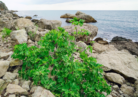 Wild Fig Bush on the beach figs, Cape Aya .の写真素材