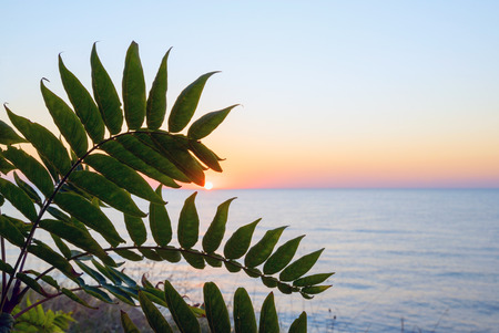 Sunrise on the black sea through the leaves. Crimea. Russia.の写真素材