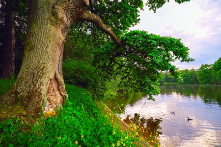 Oak on the edge of the pond in the Central Park of culture and rest in St. Petersburgの写真素材