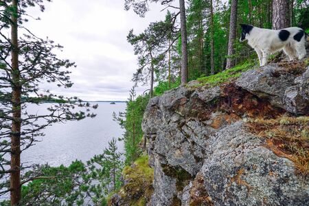 The dog stands on the edge of the mountain to the lake shore.の写真素材