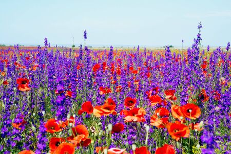 Blooming red poppies and purple flowers in the field .の写真素材