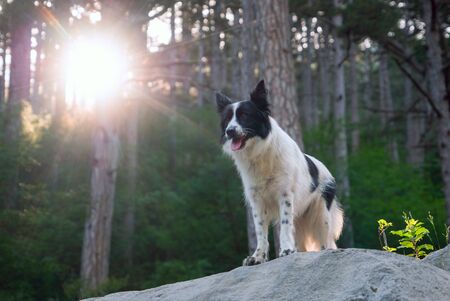 Smiling dog in the sun is on a slope in the mountains.