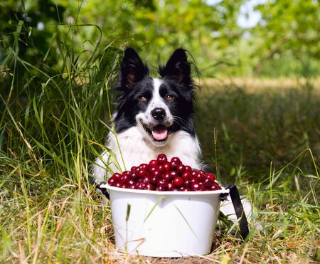 Smiling dog breed border collie lying on the grass near a bucket of cherries.の写真素材
