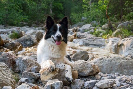 Smiling dog on the rocks in the mountains.の写真素材