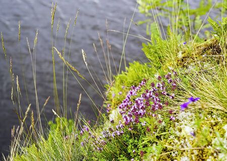 Flowering thyme on the mountainside in the Ladoga skerries