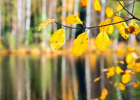 Branch with yellow leaves on the background of water forest lake. Autumn landscapeの写真素材