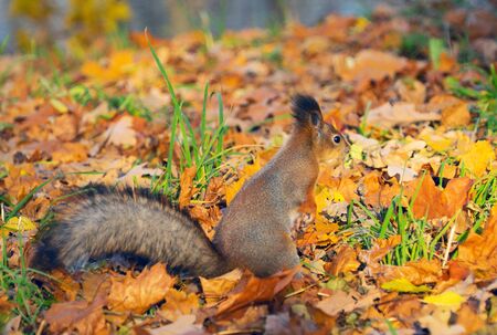 Red squirrel Sciurus vulgaris in autumn forest litter, St. Petersburg, Octoberの写真素材