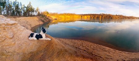 The dog is lying on a sandy slope on the Bank of a sand quarry.Panorama.の写真素材