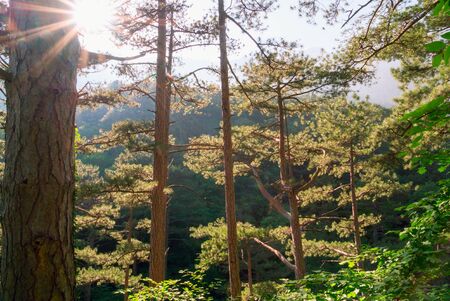 Sun rays in a pine forest in the mountains of Crimea. Yalta.