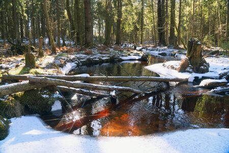 Not frozen stream in the forest in early spring. Vsevolozhsk. Leningrad regionの写真素材