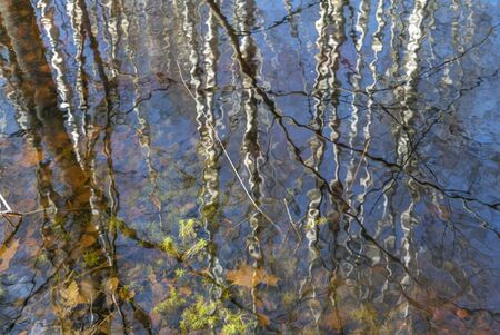 Clean reflection in the water of trees in a forest lake