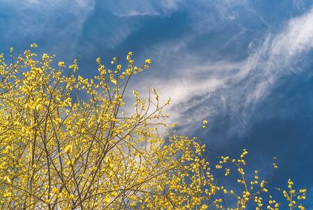 Light yellow fluffy shoots on a willow against the blue sky.