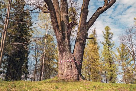 On the trunk of the oak tape prohibiting passage .の写真素材
