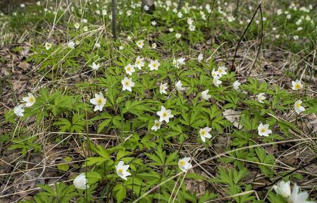 The first flowers of anemone in the forest in a clearingの写真素材