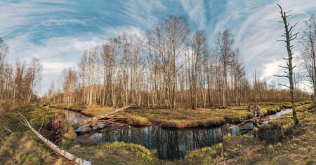 River in the forest in spring. Lepsari river, Leningrad region.Panorama.