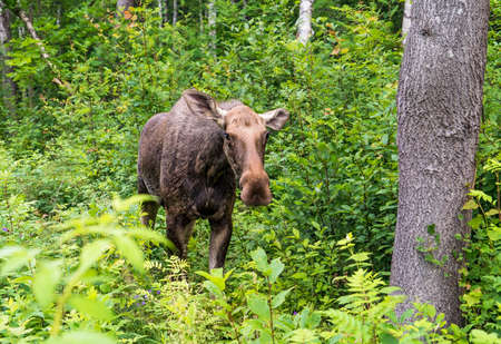 Elk stands in the forest in the tall grass .Leningrad region . Russia.