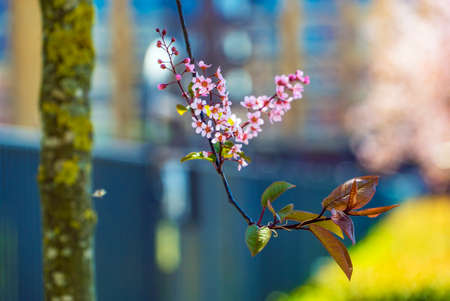 Branches with blooming pink cherry trees in the city.