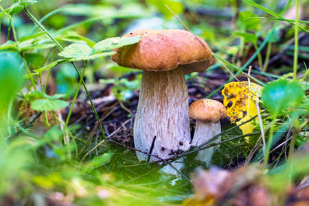 White mushroom boletus in the forest under a tree.Leningrad region.