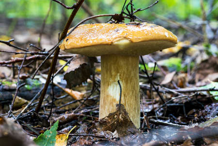 White mushroom boletus in the forest under a tree.Leningrad region.