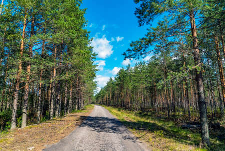 Forest road among pines on a Sunny day. Leningrad region.