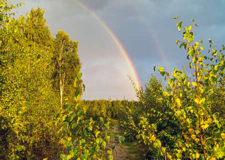 Rainbow over the forest . Summer landscape. Leningrad region .の写真素材