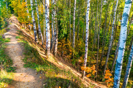 A path in the autumn forest among birches.