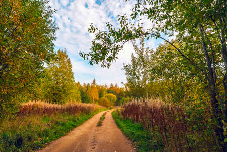 Rural sandy road in the autumn forest. Leningrad region.の写真素材