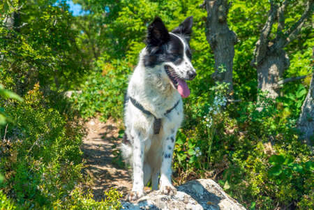 The dog is leaning with his front paws on a stone in the forestの写真素材